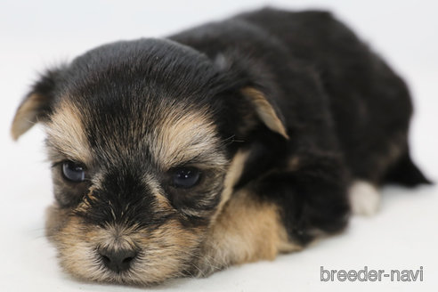 成約済の神奈川県のミックス犬-346924の3枚目